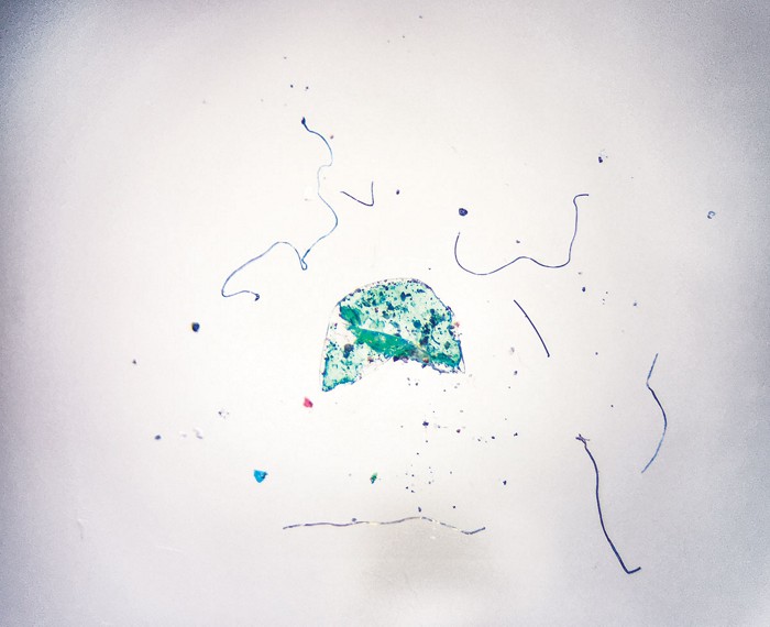 Microscopy image showing blue, gold, and black fibers, a green blob flecked with black, and other multicolored particles. Microscopy image showing blue, gold, and black fibers, a green blob flecked with black, and other multicolored particles.