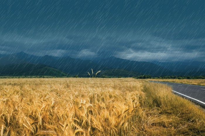 A hard rain falls on a wheat field next to a two-lane highway, with mountains in the background.