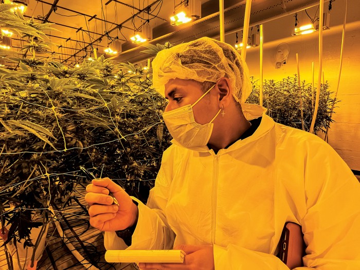 A researcher monitors energy use at a cannabis cultivation facility.
