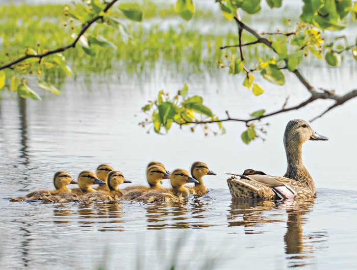 Ducklings swimming in formation behind an adult duck.