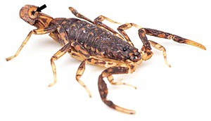 A scorpion that has lost a portion of its tail.