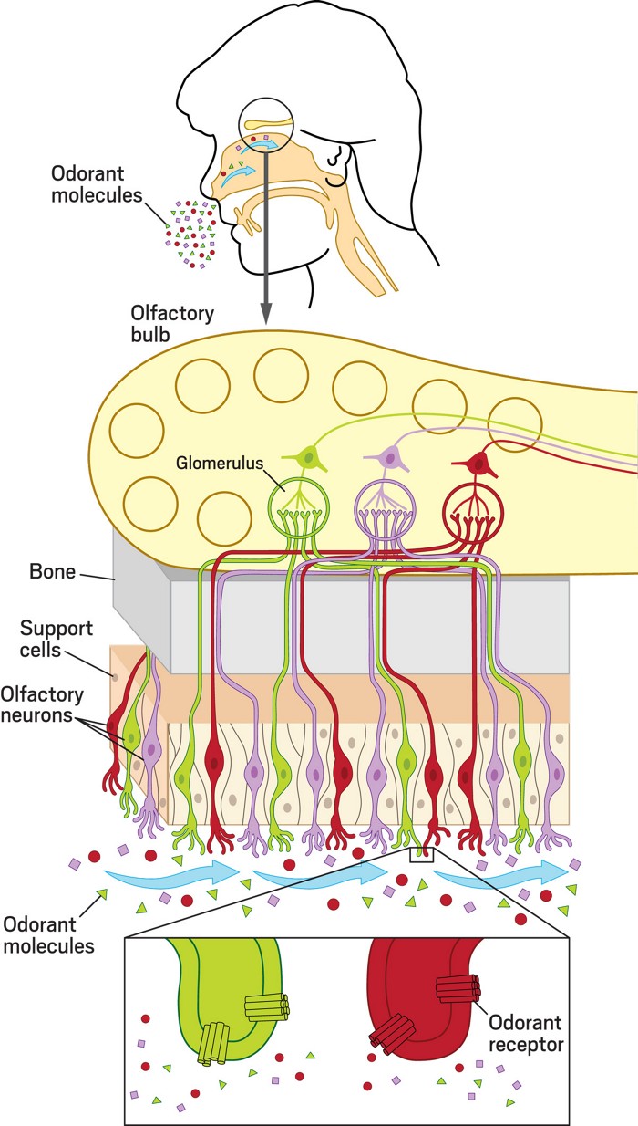 A diagram showing how molecules binding to receptors in the nose send signals into the brain via a sorting step.