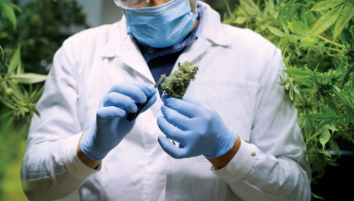 Cannabis research bill clears US Congress