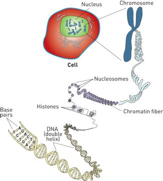 chromatin and chromosomes