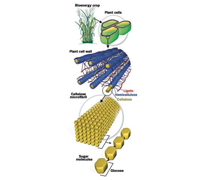 cellulose plant cell