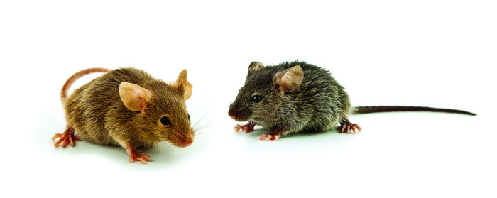 with mice urine powers social networking
