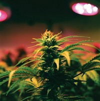 Serving the chemical, life science, and laboratory worlds