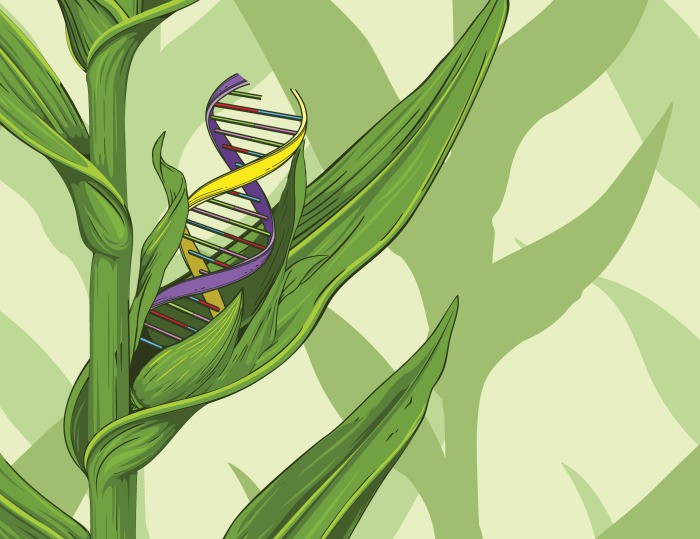 Crispr A New Toolbox For Better Crops