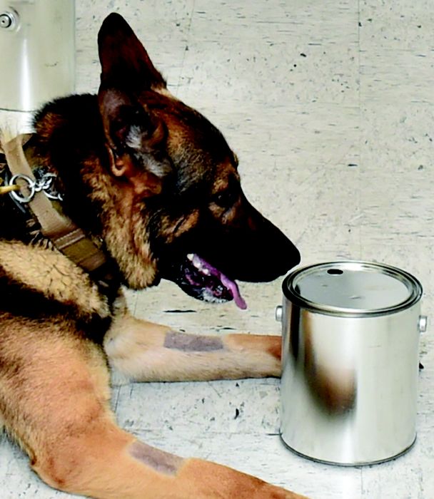 are k9 dogs trained to smell coffee