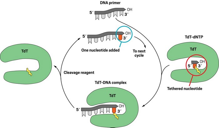 enzyme conjugate synthesizes dna