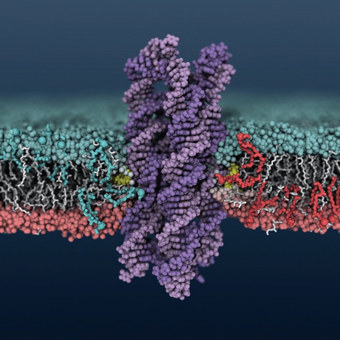 lipid flipping enzyme