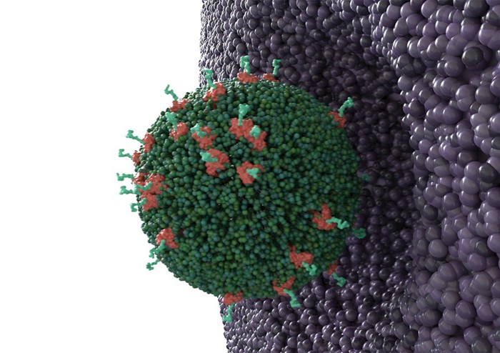 An illustration showing an exosome about to enter a cell. 09631-feature1-exoentry.jpg