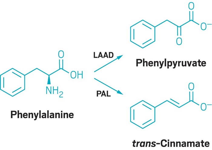 Mutated Bacteria Help Metabolize Phenylalanine Mutated Bacteria Help Metabolize Phenylalanine