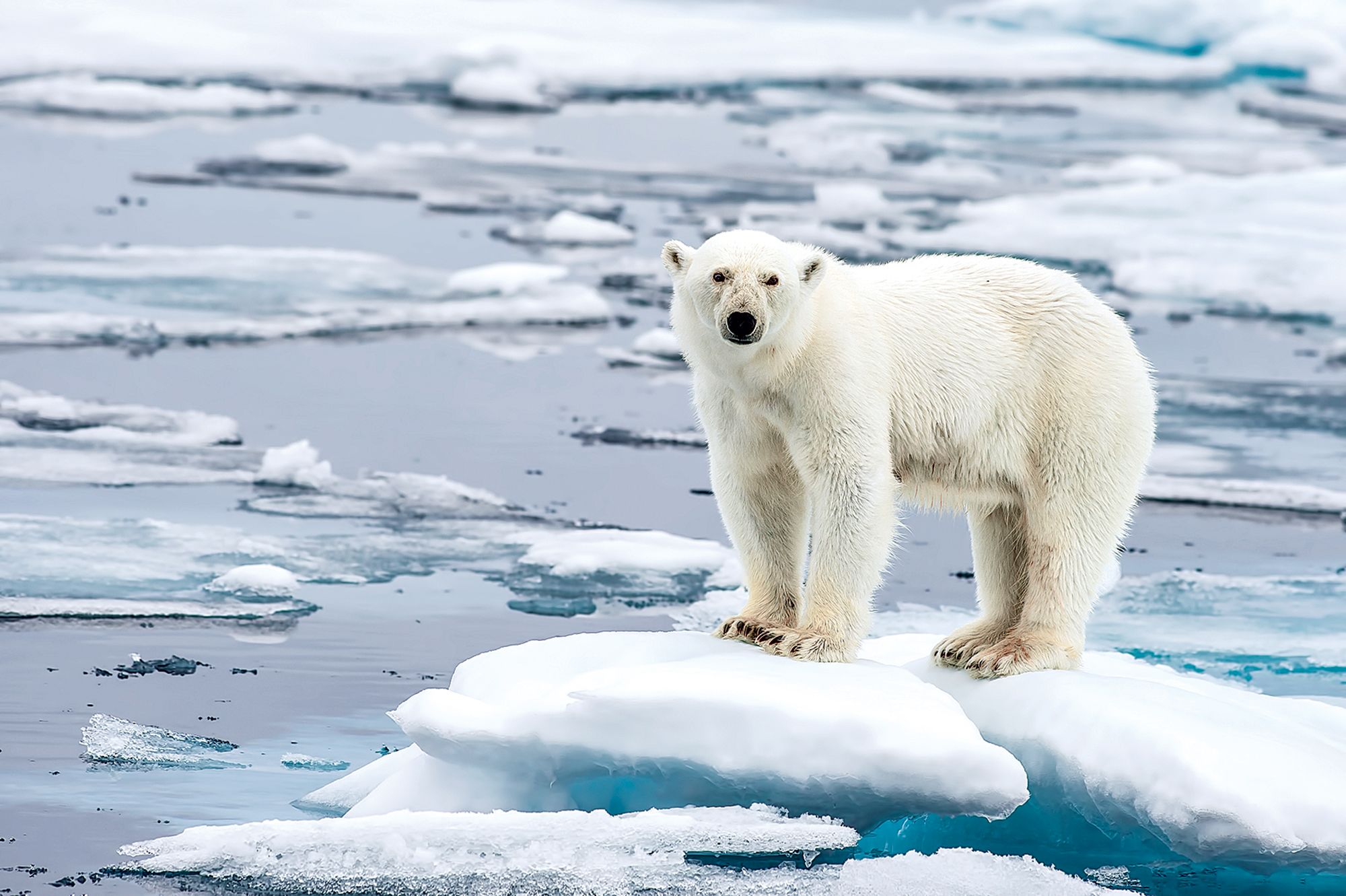 polar bear covered in blood