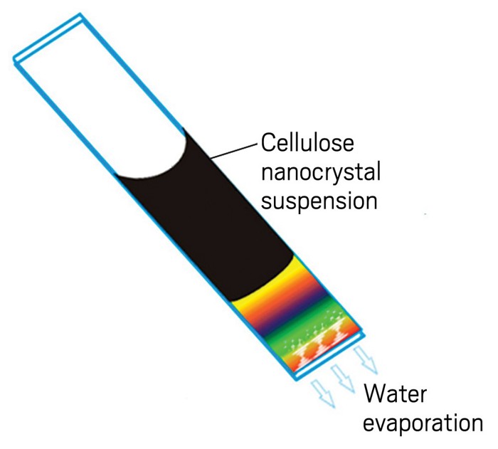 Inside a rectangular capillary, a suspension of cellulose nanocrystals dries asymmetrically, refracting different colors of light as it solidifies.