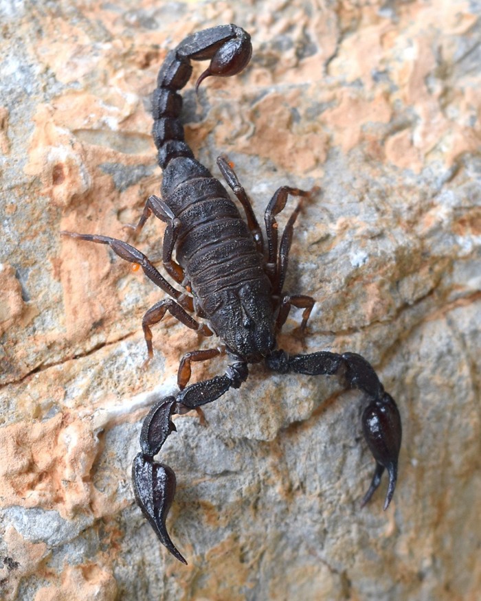 scorpion venom yields novel alkaloid