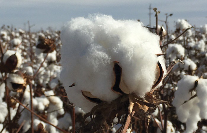 engineered cotton grows on