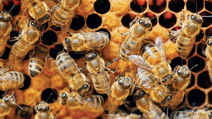 glyphosate disrupts honey bee