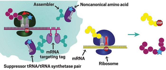 Scheme showing the machinery inside an artificial organelle that adds nonnatural amino acids to targeted proteins