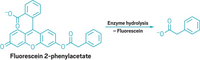 Nonnatural Amino Acid Amps Up Enzyme Efficiency