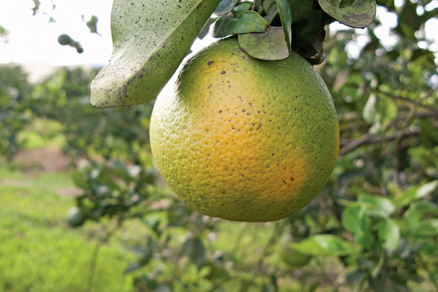 Citrus Greening Is Killing The World S Orange Trees Scientists Are Racing To Help Citrus Greening Is Killing The World S Orange Trees Scientists Are Racing To Help
