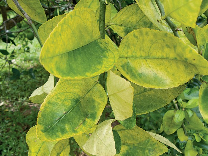 Citrus Greening Is Killing The World S Orange Trees Scientists Are Racing To Help There are 34 navel orange trees for sale on etsy, and they cost $26.07 on average. citrus greening is killing the world s