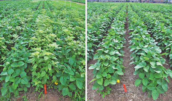 Palmer amaranth, the king of weeds, cripples new herbicides