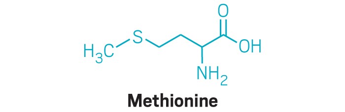 Mice fed a low-methionine diet respond better to cancer treatments