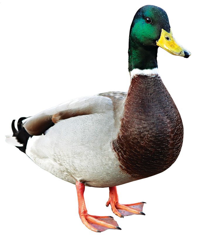 image name