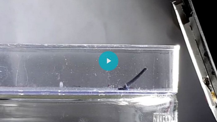 Video: Sunflowers inspire light-tracking solar material