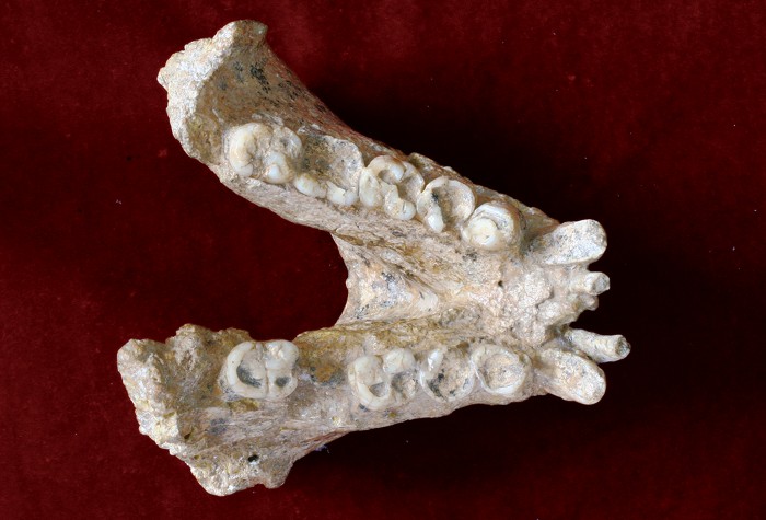 Oldest mammalian proteome analyzed