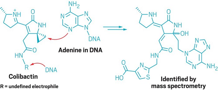 I E Coli I Toxin Linked To Colon Cancer Damages Dna