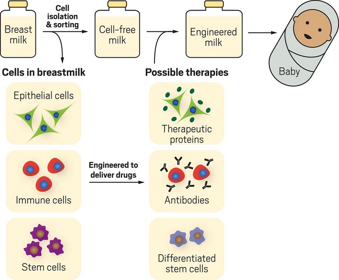 These Scientists Want To Engineer Breast Milk Cells To Deliver Drugs To Babies Here S How