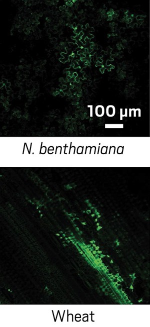 carbon nanotubes deliver dna into plant