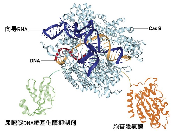 Crispr碱基编辑器导致意外突变