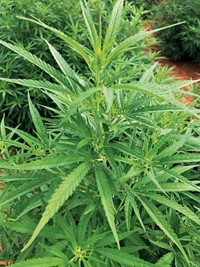 Serving the chemical, life science, and laboratory worlds