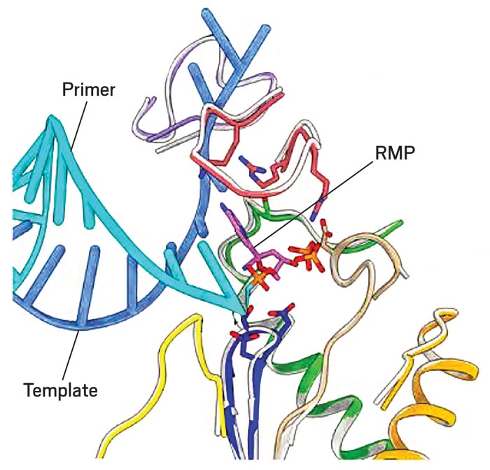 How Remdesivir Blocks Sars Cov 2 S Polymerase