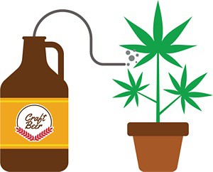 Une caricature d'un tuyau menant d'un producteur de bière à une plante en pot. 09819-newscripts-cannabis.jpg