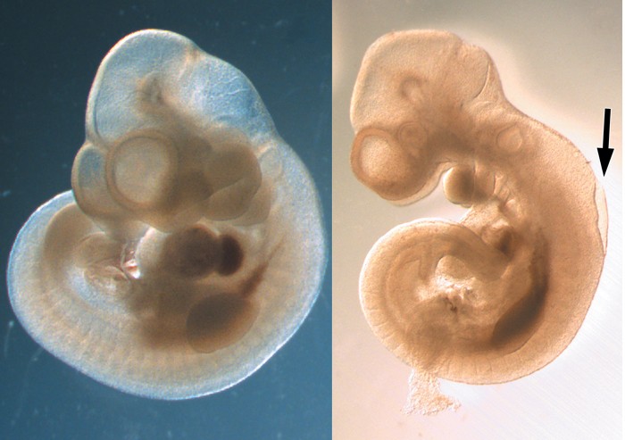 09830-cover-embryos.jpg