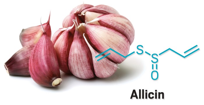 Biochemistry to boost garlic breath and canine COVID-19 detection Biochemistry to boost garlic breath and canine COVID-19 detection