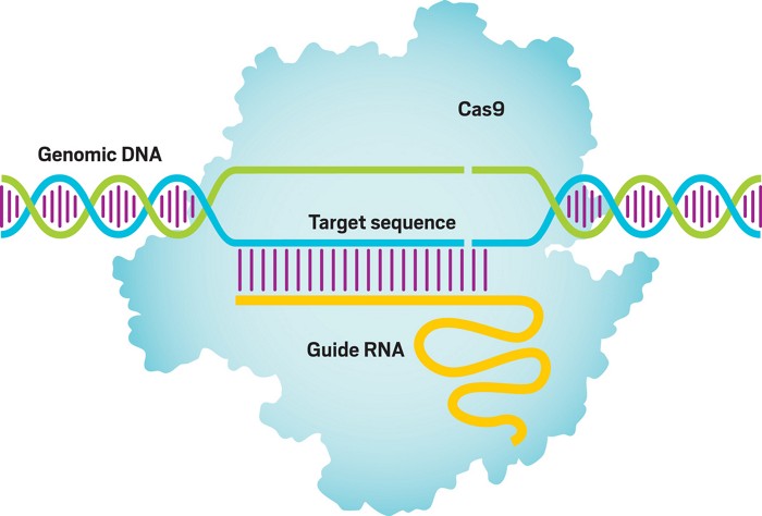An illustration of the CRISPR gene-editing method.