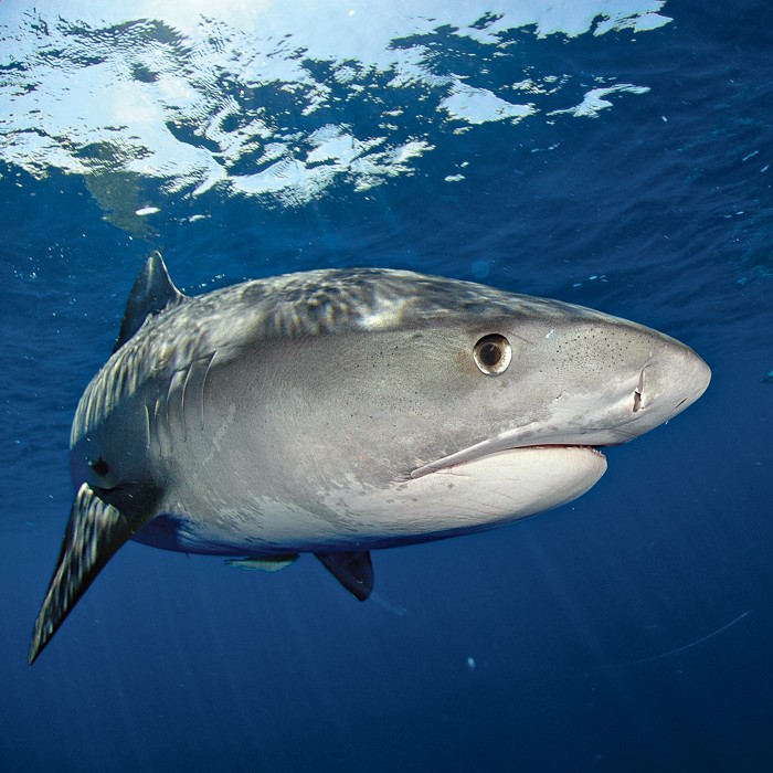 On the hunt for alternatives to shark squalene for vaccines