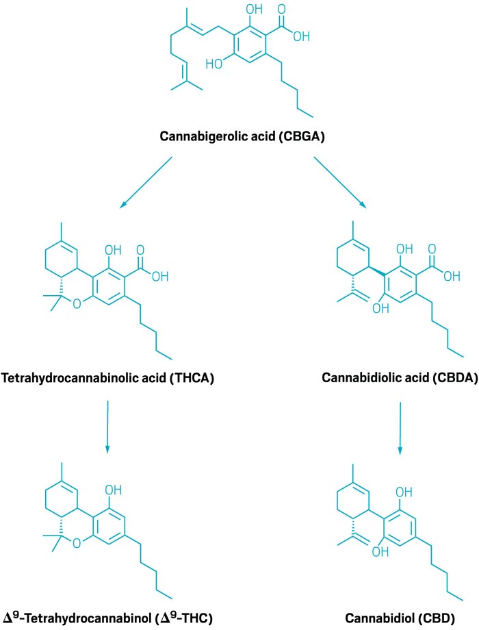 Chemichal structures showing the pathway to cannabigerolic acid. 09808-cover-cannab.jpg