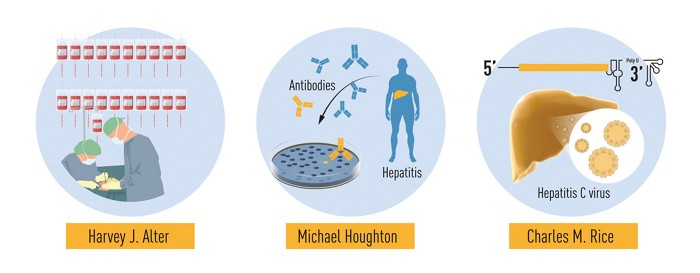 Work on hepatitis C that led to this year’s Nobel Prize in Physiology or Medicine: Harvey J. Alter demonstrated that an unknown virus was a common cause of chronic hepatitis, Michael Houghton isolated the virus's genome, and Charles M. Rice proved that the hepatitis C virus caused the disease medicine2020-figure3.jpg