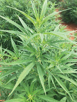Hemp plant with leaves and buds. 20200306lnp2-hemp.jpg