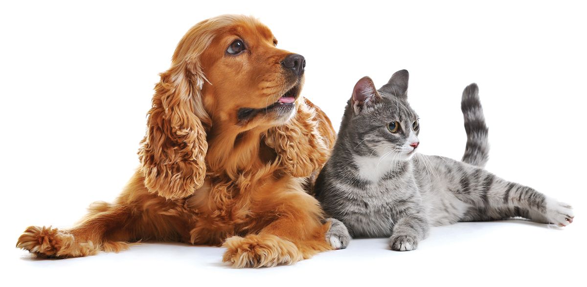 a dog pass a respiratory infection up to a cat