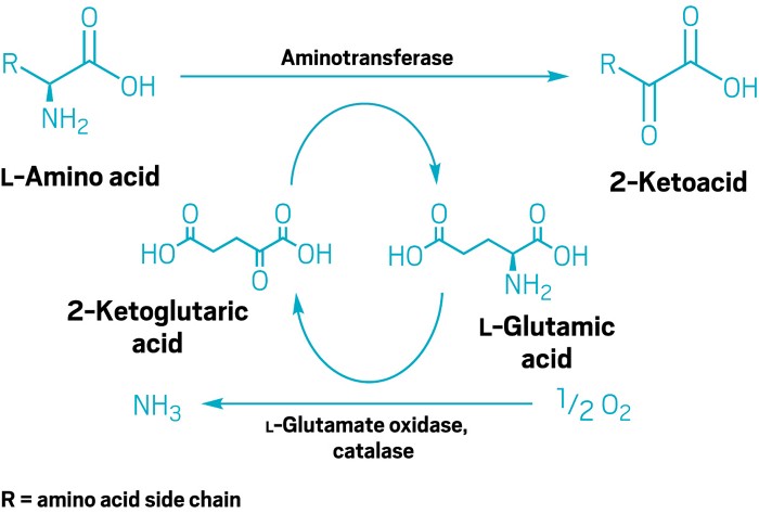 Reaction scheme showing how an aminotransferase, L-glutamate oxidase, and catalase transform L-amino acids into 2-ketoacids. 20200723lnp1-scheme.jpg