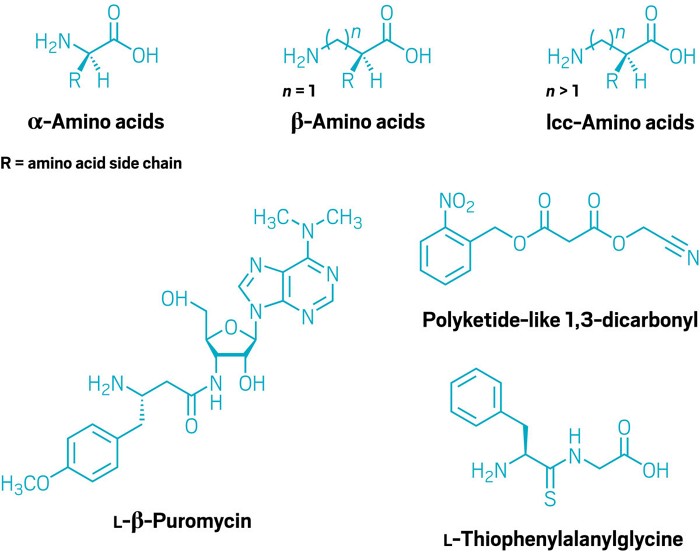 Engineered ribosomes could make new polymers