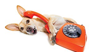 The dog puts his ear to the phone lying on the ground and opens his mouth.