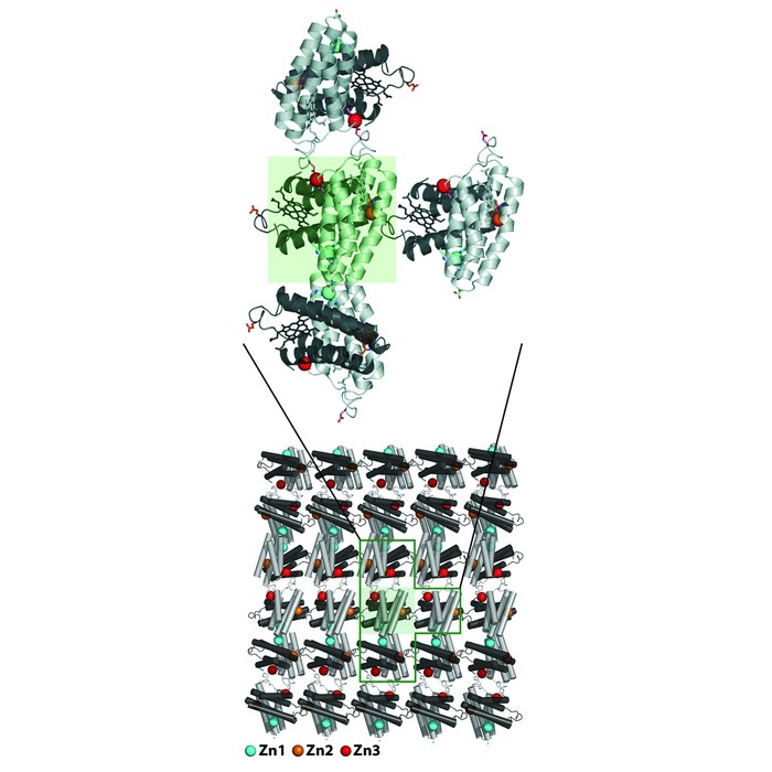 Metal Ions Guide Protein Assembly